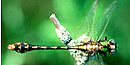 winged dragonfly with a clubbed tail and yellow and black markings winged dragonfly with a clubbed tail and yellow and black markings